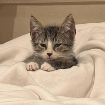 Ratatouille -  Domestic Short Hair Cat for Adoption in Los Angeles, California - Ratatouille | PetCurious