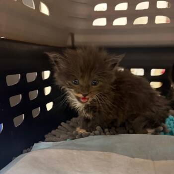 Eggs Benedict -  Domestic Medium Hair Cat for Adoption in Pekin, Illinois - Eggs Benedict | PetCurious