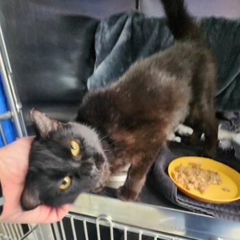 Spider -  Domestic Short Hair Cat for Adoption in Walker, Michigan - Spider | PetCurious