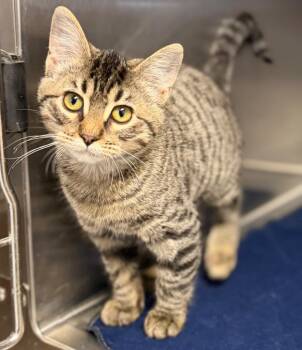 Flauta -  Domestic Short Hair Cat for Adoption in Columbus, Nebraska - Flauta | PetCurious