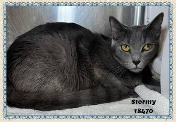 Domestic Short Hair and Russian Blue Cats Available for Adoption in Marietta, Georgia - STORMY See Also SARABI | PetCurious