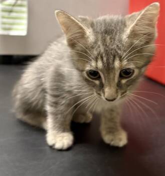 MARU -  Domestic Short Hair Cat for Adoption in Minneapolis, Minnesota - MARU | PetCurious