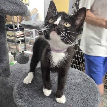 Swirl -  Domestic Short Hair Cat for Adoption in Falls Church, Virginia - Swirl | PetCurious