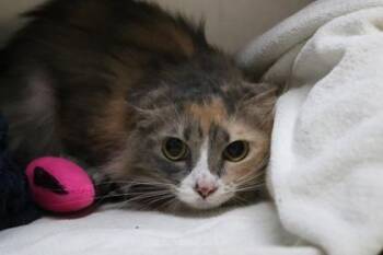 Cookie -  Domestic Long Hair and Domestic Short Hair Cat for Adoption in Brunswick, Georgia - Cookie | PetCurious