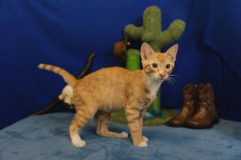Robert -  Domestic Short Hair Cat for Adoption in Roanoke, Texas - Robert | PetCurious