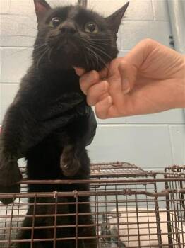 Domestic Short Hair Cats Available for Adoption - ZEPHYR | PetCurious