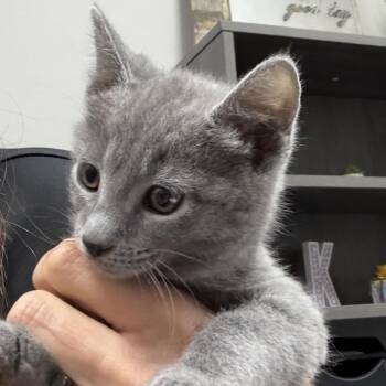 Domestic Short Hair Cats Available for Adoption in Midland, Texas - Feisty | PetCurious