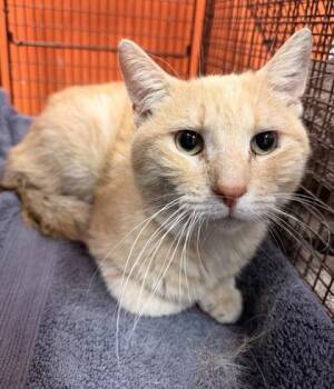 Scooter -  Domestic Short Hair Cat for Adoption in Janesville, Wisconsin - Scooter | PetCurious