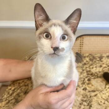 Jack in the Pulpit -  Siamese and Domestic Short Hair Cat for Adoption in Richmond, Virginia - Jack In The Pulpit | PetCurious