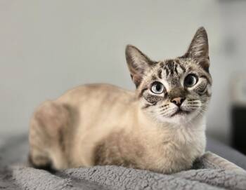 Violet -  Siamese Cat for Adoption in Walled Lake, Michigan - Violet | PetCurious