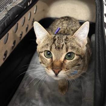 Domestic Short Hair Cats Available for Adoption - Munchkin | PetCurious