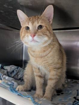 Domestic Short Hair Cats Available for Adoption in Springfield, Illinois - Bumblebee  | PetCurious