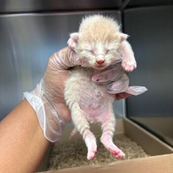 Ghost -  Domestic Short Hair Cat for Adoption in Newark, New Jersey - Ghost | PetCurious