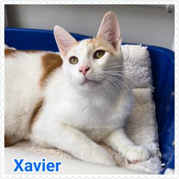 Domestic Short Hair Cats Available for Adoption in North Saint Paul, Minnesota - Xavier | PetCurious