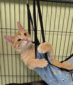 Domestic Short Hair Cats Available for Adoption in Auburn, Indiana - Martian Manhunter | PetCurious