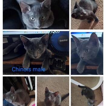 Chinois -  Domestic Short Hair Cat for Adoption in Westminster, California - Chinois | PetCurious