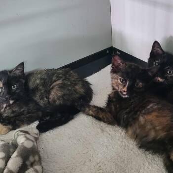 Rescue Domestic Short Hair Cats for Adoption in Hemet, California - Poppy | PetCurious