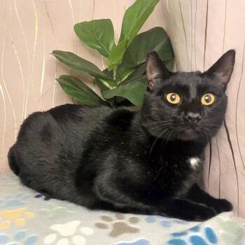 Domestic Short Hair Cats Available for Adoption - Raven | PetCurious