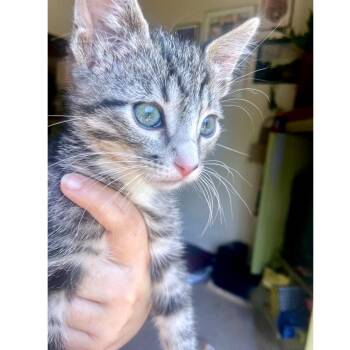 Horned Lizard 11 -  Domestic Short Hair Cat for Adoption in Austin, Texas - Horned Lizard 11 | PetCurious