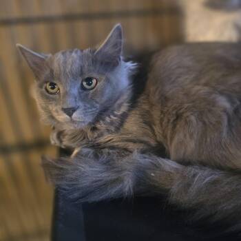 "Ghost" The Sweetest Haunt your house could ask for -  Domestic Long Hair Cat for Adoption in Elizabeth, Pennsylvania - "Ghost" The Sweetest Haunt Your House Could Ask For | PetCurious