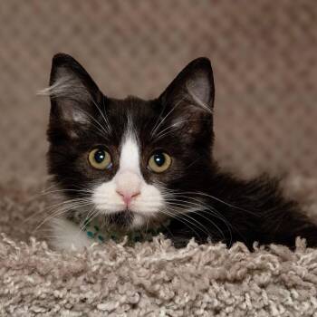 Kelsee -  Domestic Medium Hair Cat for Adoption in Santa Fe, Texas - Kelsee | PetCurious
