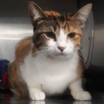 Domestic Short Hair Cats Available for Adoption in Spokane, Washington - Kali | PetCurious