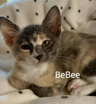 BeBee -  Domestic Short Hair Cat for Adoption in Owasso, Oklahoma - BeBee | PetCurious