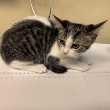Vine -  Domestic Short Hair Cat for Adoption in Pasadena, California - Vine | PetCurious