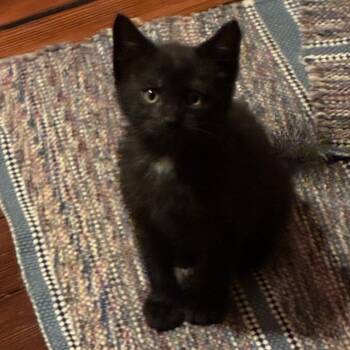 Rubber Ducky -  Domestic Short Hair Cat for Adoption in Normal, Illinois - Rubber Ducky | PetCurious