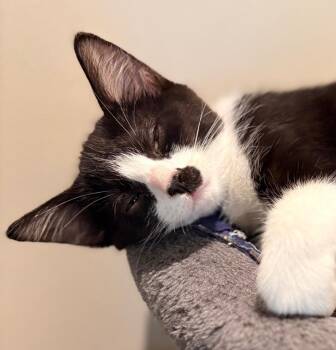 Muffin -  Domestic Short Hair Cat Available for Adoption in The Woodlands, Texas - Muffin | PetCurious
