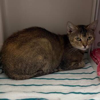 Anne -  Domestic Short Hair Cat for Adoption in Sarasota, Florida - Anne | PetCurious