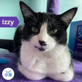 Rescue Domestic Short Hair Cats for Adoption in Penfield, New York - Isabella Aka Izzy | PetCurious