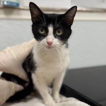Domestic Short Hair Cats Available for Adoption in Philadelphia, Pennsylvania - Felicia | PetCurious