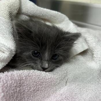 Subway -  Domestic Long Hair Cat for Adoption in Asheville, North Carolina - Subway | PetCurious