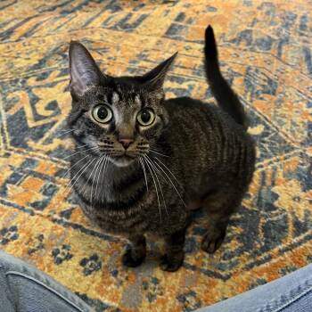 Domestic Short Hair Cats Available for Adoption - Suki | PetCurious