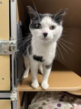 Pringles -  Domestic Short Hair Cat Available for Adoption in Hamilton Township, New Jersey - Pringles | PetCurious