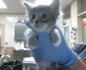 Domestic Short Hair Cats Available for Adoption in Sacramento, California - PRESLEY | PetCurious