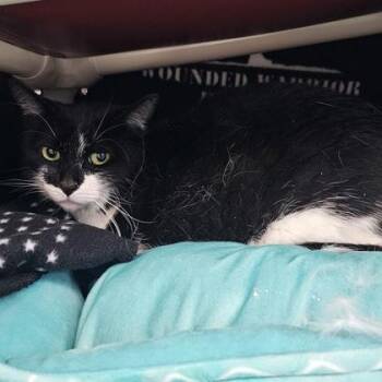 Celine -  Domestic Short Hair Cat for Adoption in Schenectady, New York - Celine | PetCurious