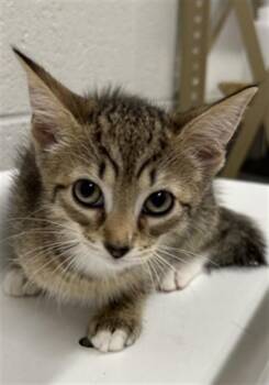 Domestic Short Hair Cats Available for Adoption in Derwood, Maryland - BLOOM | PetCurious
