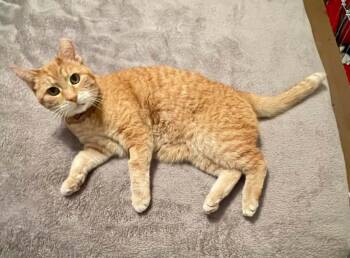 Domestic Short Hair Cats Available for Adoption in Cottonwood Heights, Utah - Mama | PetCurious
