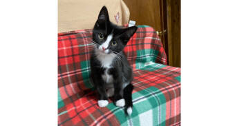 Rescue Domestic Short Hair Cats for Adoption in New Cumberland, West Virginia - Phebe | PetCurious