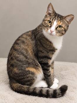 Cherry -  Tabby Cat for Adoption - Cherry | PetCurious