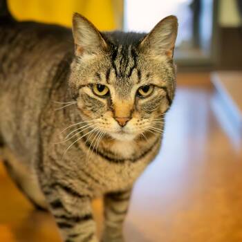 Meeka -  Domestic Short Hair Cat for Adoption in Friday Harbor, Washington - Meeka | PetCurious