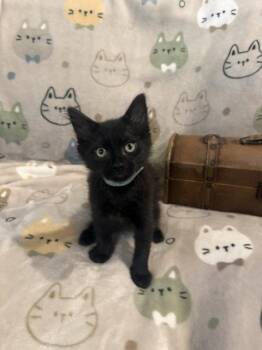 Bill (5774) -  Domestic Short Hair Cat for Adoption in Zephyrhills, Florida - Bill (5774) | PetCurious