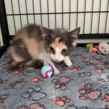 Nicky -  Domestic Short Hair Cat for Adoption in Long Beach, California - Nicky | PetCurious