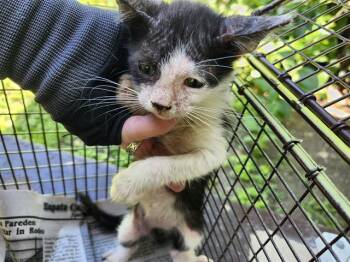 FRITO -  Domestic Short Hair Cat for Adoption in San Antonio, Texas - FRITO | PetCurious