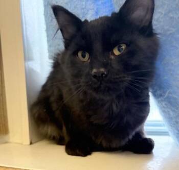 Domestic Medium Hair Cats Available for Adoption - Apollo | PetCurious