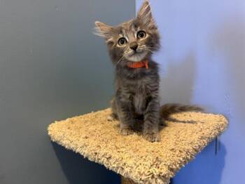 ERIN -  Domestic Long Hair Cat for Adoption in Santa Clara, California - ERIN | PetCurious