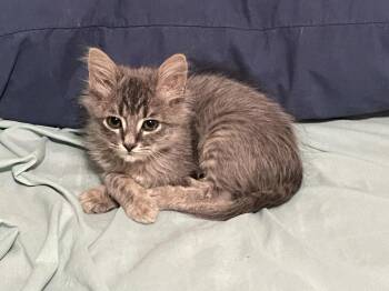 Roly Poly -  Domestic Medium Hair and Domestic Short Hair Cat for Adoption in Little Rock, Arkansas - Roly Poly | PetCurious