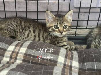 Jasper -  Tabby Cat for Adoption in Council Bluffs, Iowa - Jasper | PetCurious